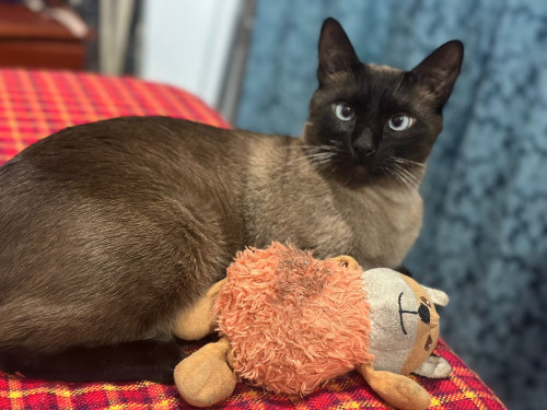 Simba