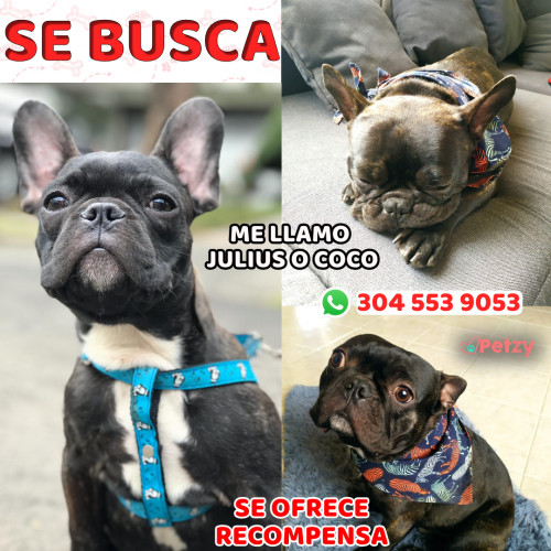 Foto de mascota Julius O Coco