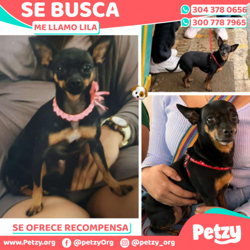 Foto de mascota Lila