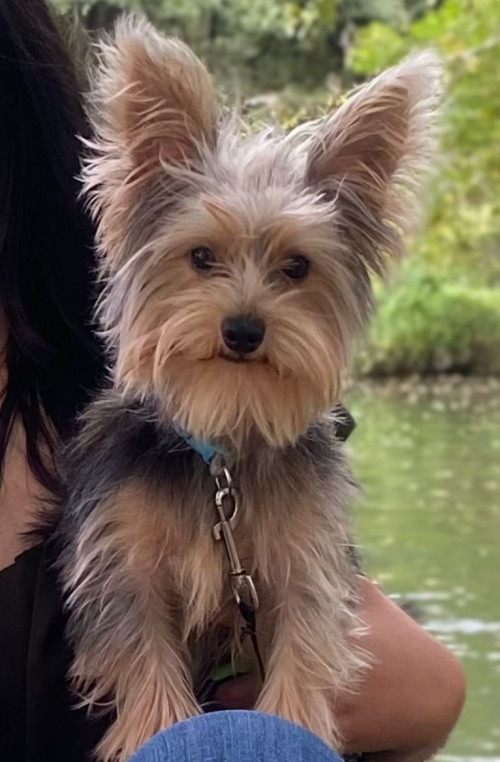Teddy