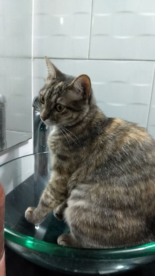 Hoshi (michi)