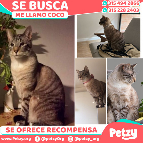 Foto de mascota Coco