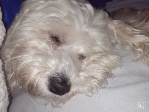 Maily