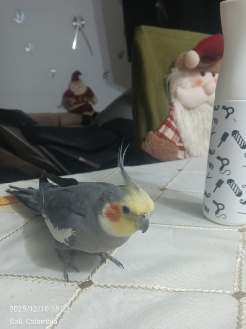 Juan