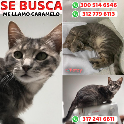 Foto de mascota Caramelo