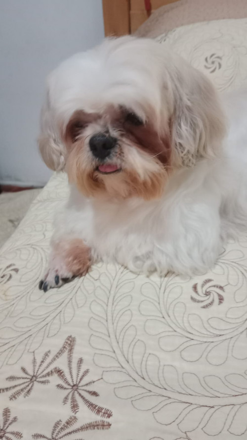 Simon