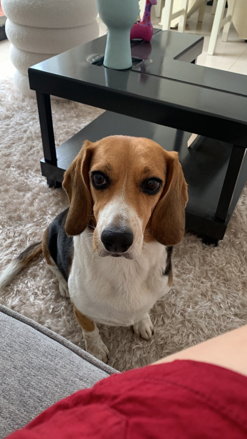 Bella