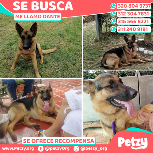 Foto de mascota Dante