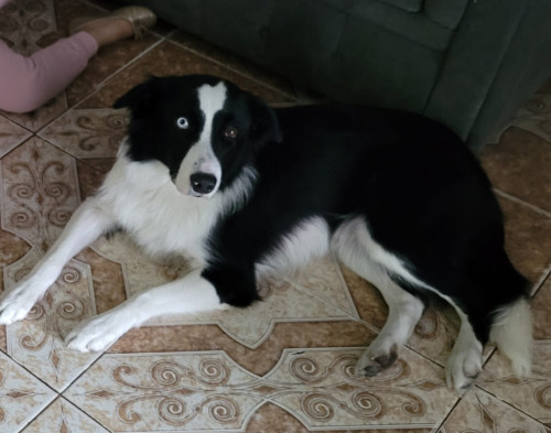 Nala