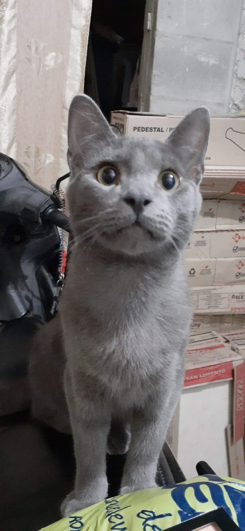 Michu