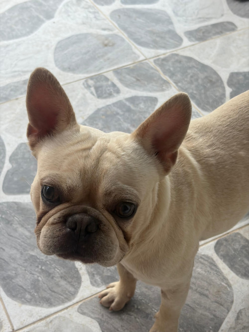 Mokus