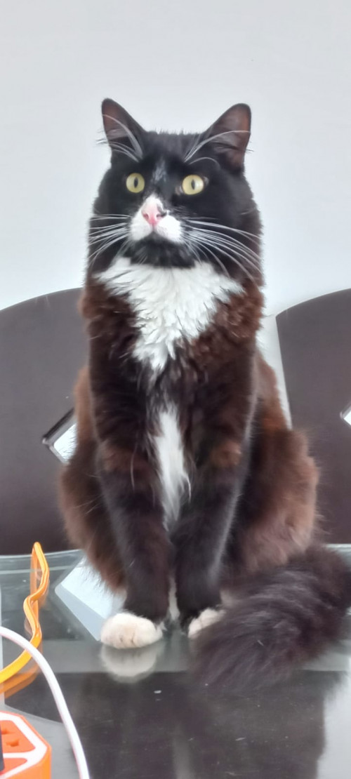 Lukitas