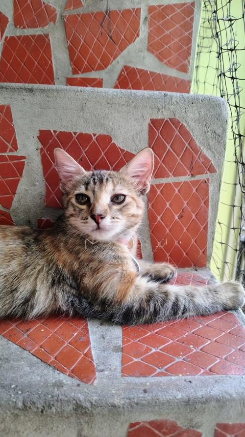 Canela
