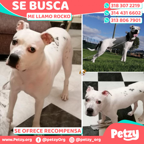 Foto de mascota Rocko