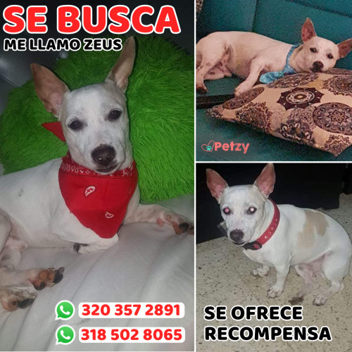 Foto de mascota Zeus