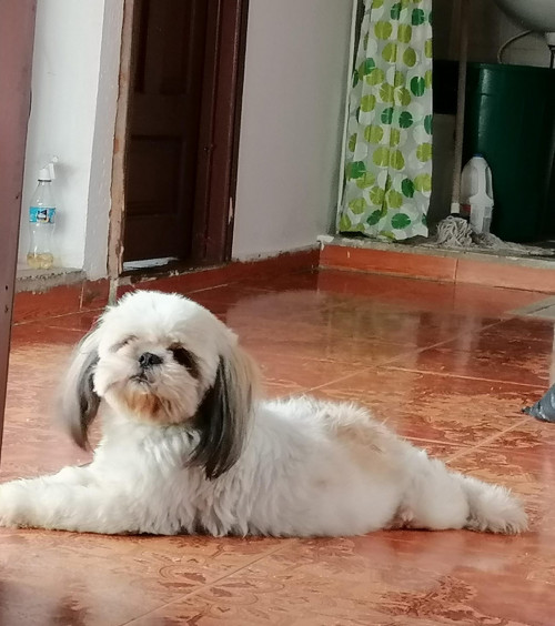 Toby