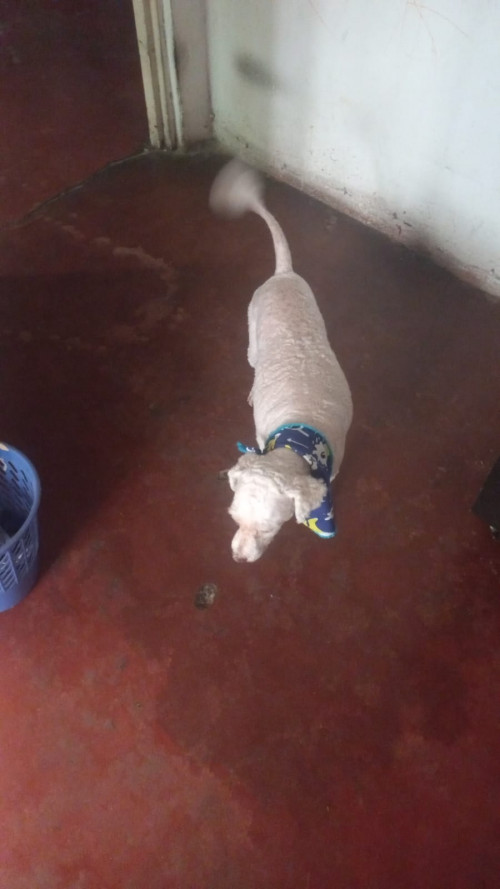 Mateo