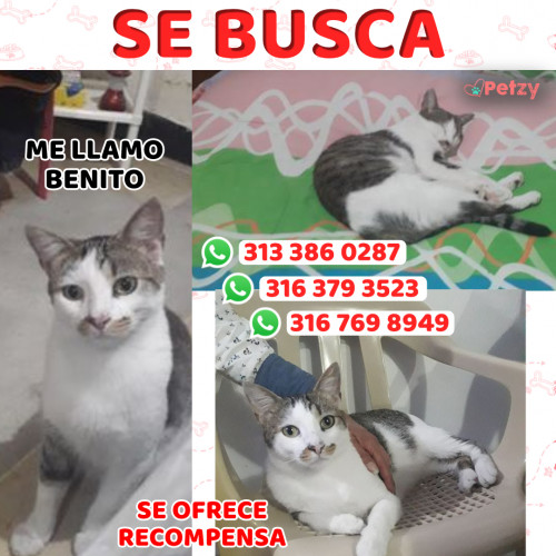 Foto de mascota Benito