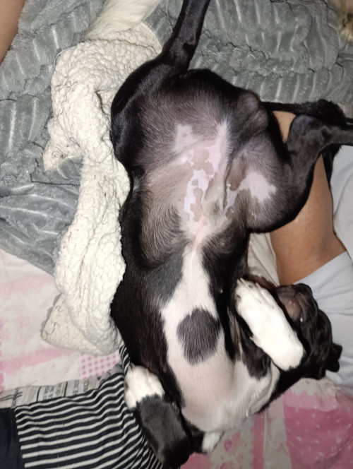 Gordo