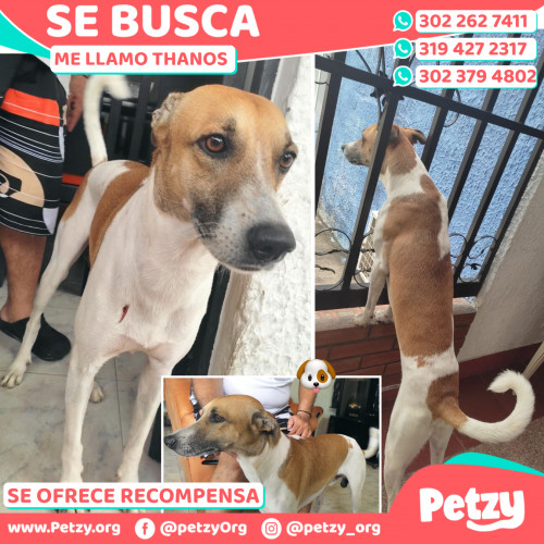 Foto de mascota Thanos 