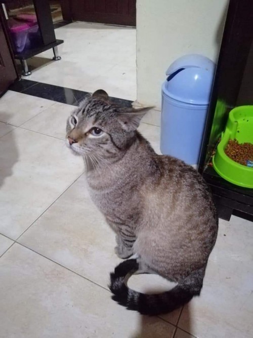 Tomas
