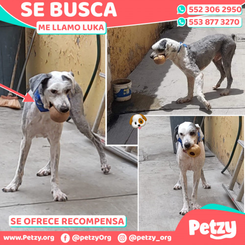 Foto de mascota Luka