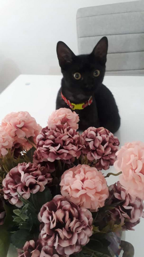 Max
