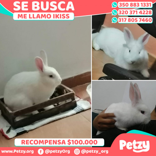 Foto de mascota Ikiss