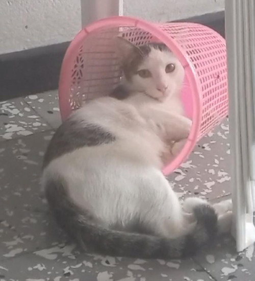 Niño