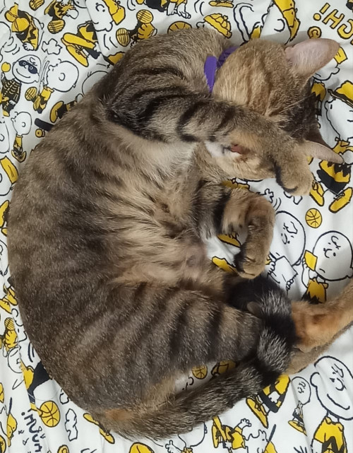 Mojito