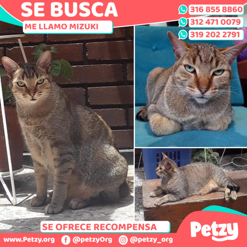 Foto de mascota Mizuki 
