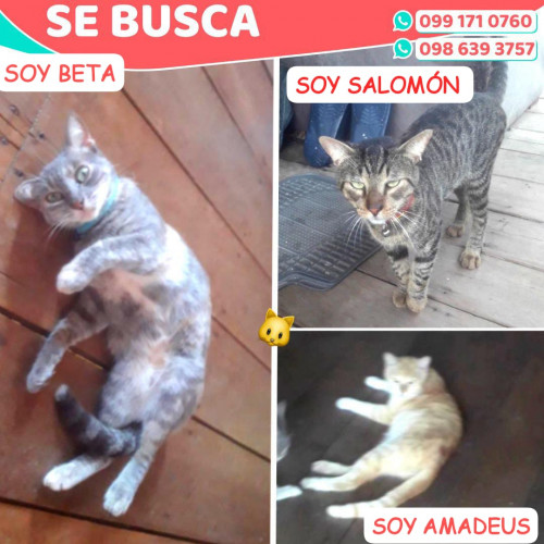 Foto de mascota Beta, Salomon Y Amadeus