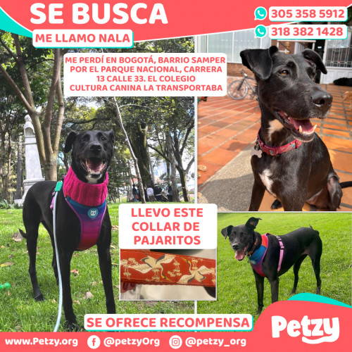 Foto de mascota Nala