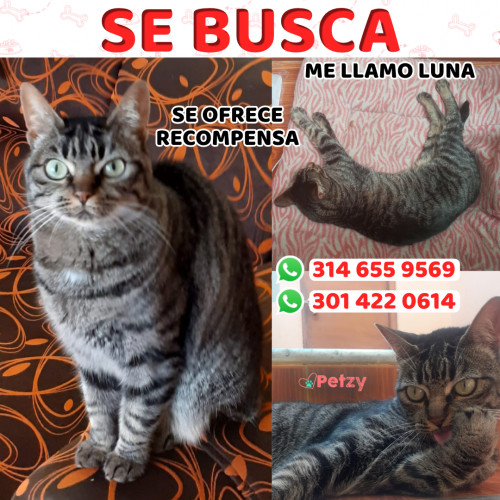 Foto de mascota Luna