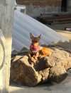 Foto de Princess en Cali Valle del Cauca #0