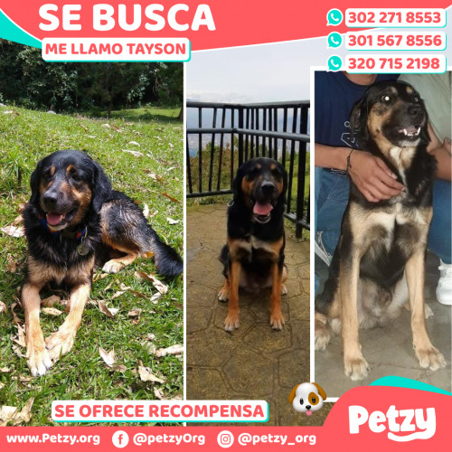 Foto de mascota Tayson