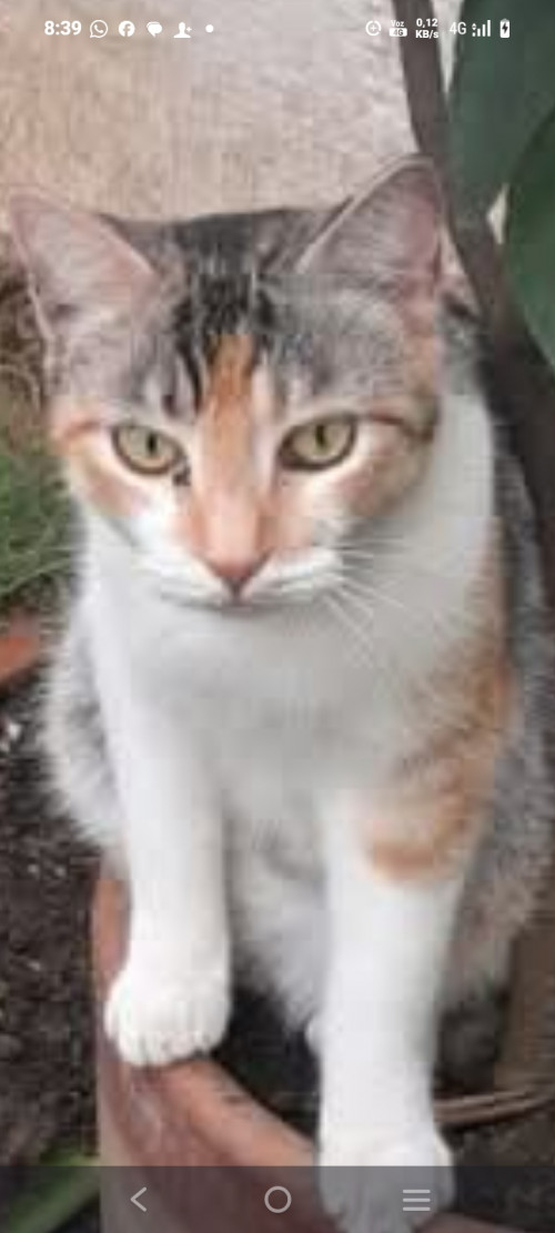 Nena