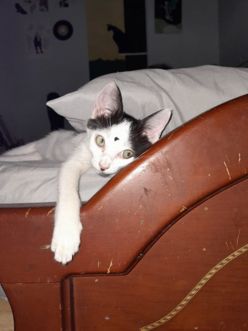 Fibi