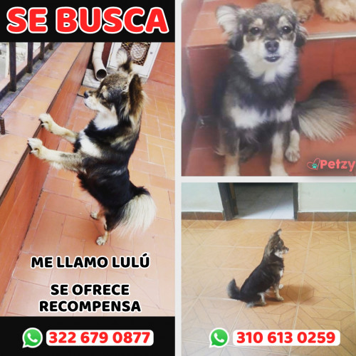 Foto de mascota Lulú