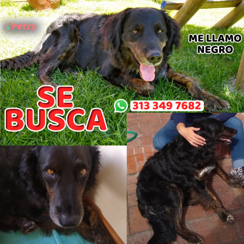 Foto de mascota Negro