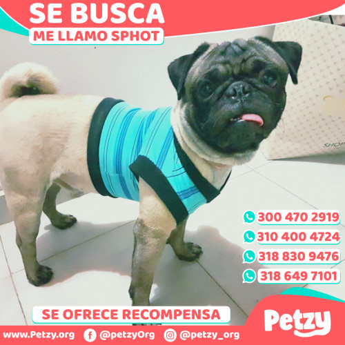 Foto de mascota Sphot