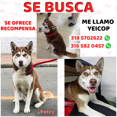 Foto de mascota Yeicop