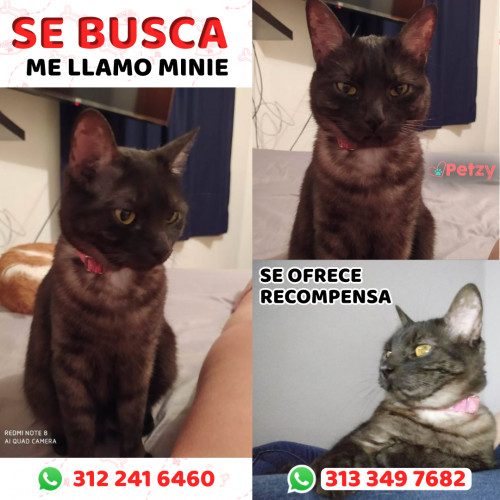 Foto de mascota Minie