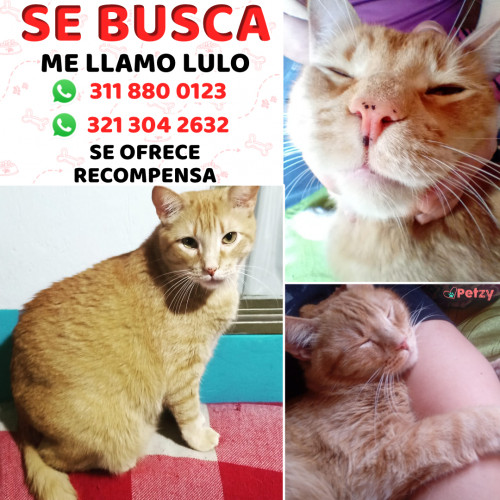 Foto de mascota Lulo