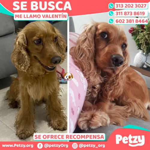 Foto de mascota Valentín