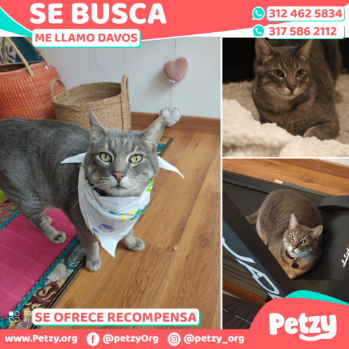 Foto de mascota Davos