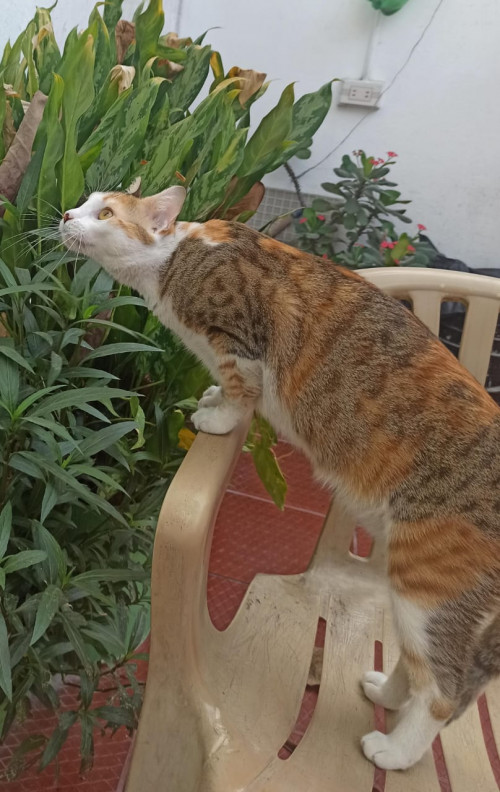 Cirila
