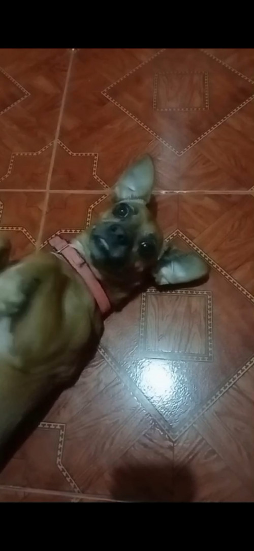 Chispa