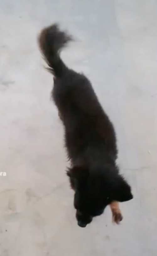 Blacky