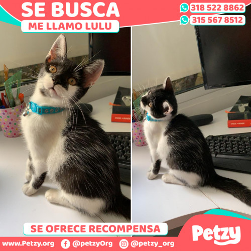 Foto de mascota Lulu